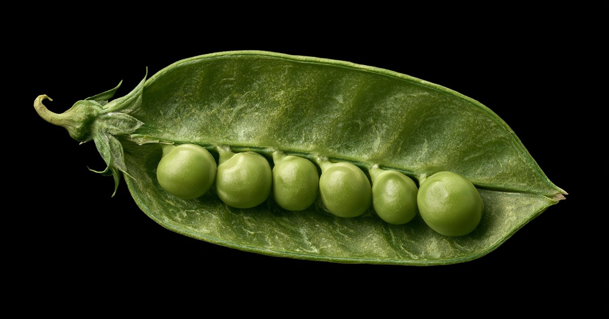 Cosse de pois ouverte sur fond noir, six petits pois verts alignés dans la gousse