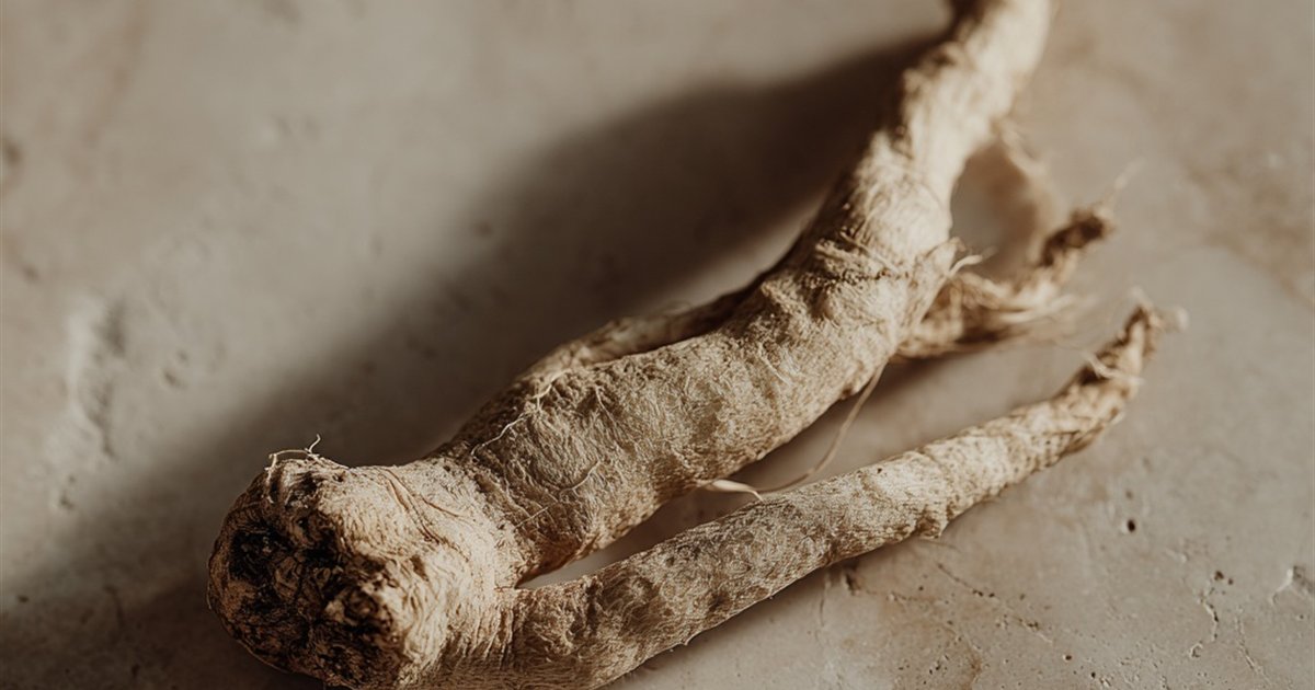 Racine d'ashwagandha séchée posée sur un fond neutre clair, Withania somnifera avec ses ramifications caractéristiques