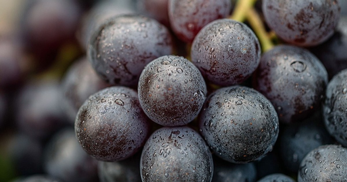Grappe de raisin noir en gros plan, grains couverts de gouttes d'eau
