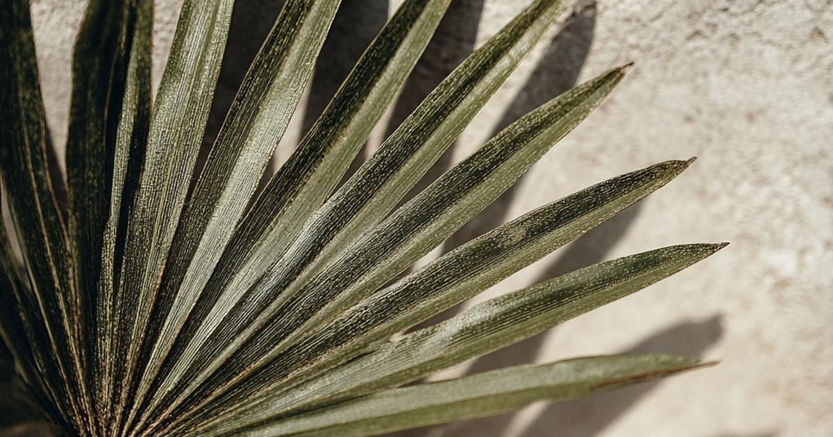 Feuille de palmier nain Serenoa repens en éventail sur fond clair, palme de saw palmetto aux folioles effilées
